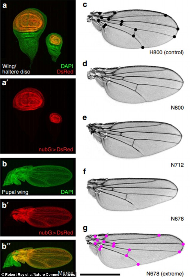 mosca-geneticamente-modificada_01