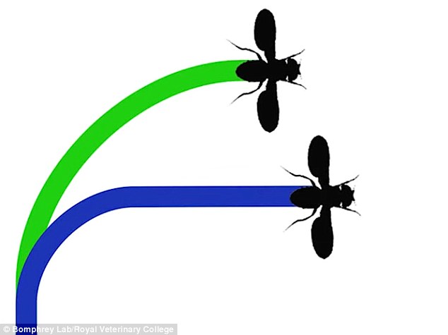 mosca-geneticamente-modificada_02