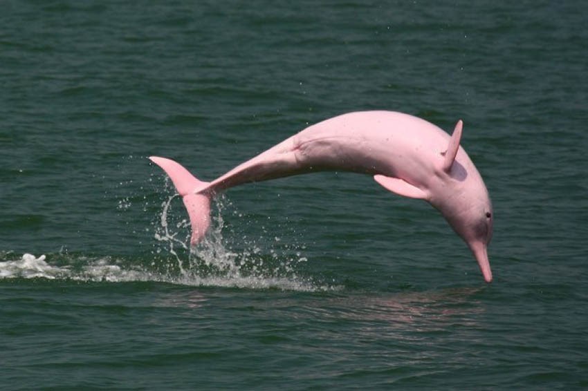 boto-cor-de-rosa