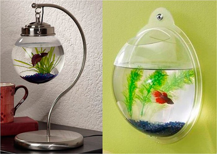 peixe-betta_01