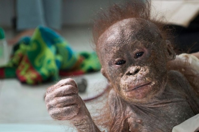 socorristas-encontram-orangotango-quase-mumificado