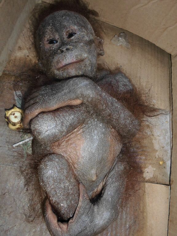 socorristas-encontram-orangotango-quase-mumificado_2