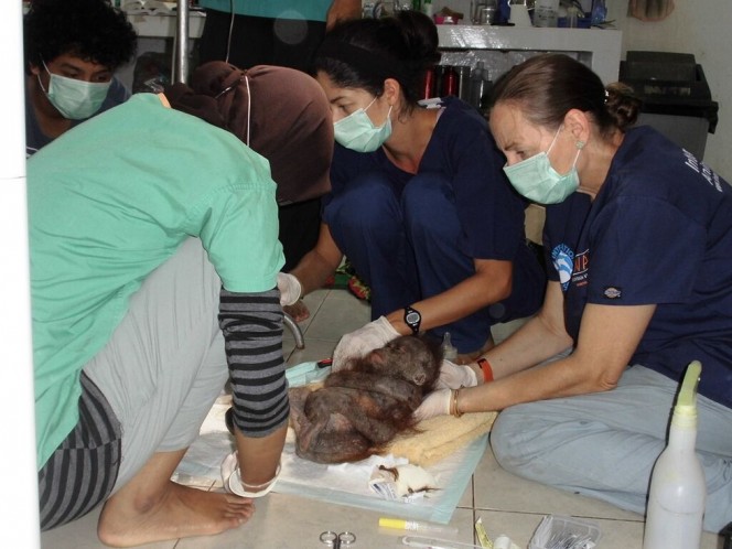 socorristas-encontram-orangotango-quase-mumificado_4
