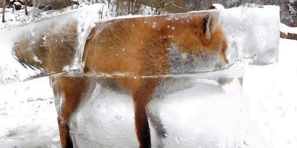 raposa-congelada
