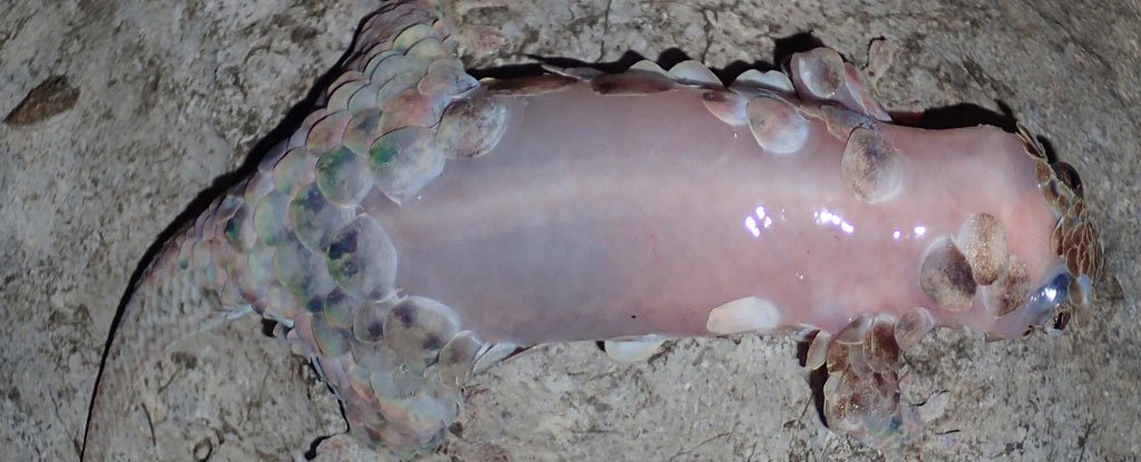 Resultado de imagem para Lagarto-escama-de-peixe