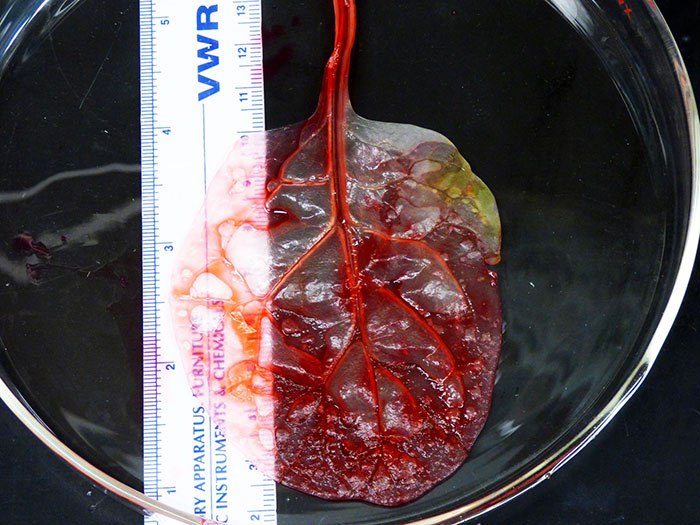 espinafre-tecido-cardiaco_2