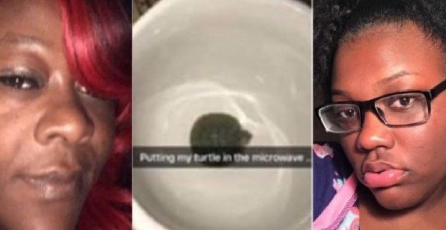 mulher-coloca-tartaruga-no-microondas_1