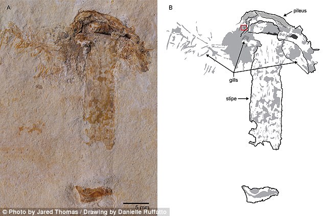 cogumelo-fossilizado-1