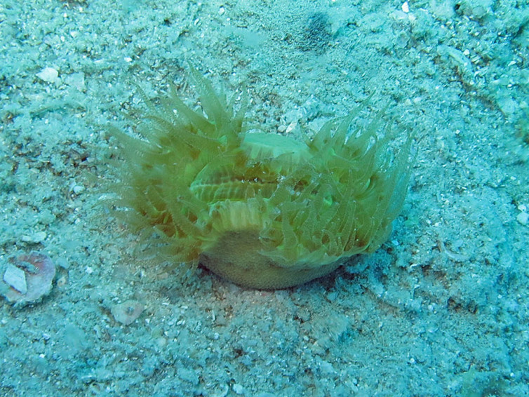 carangueirjo-ermitao-2