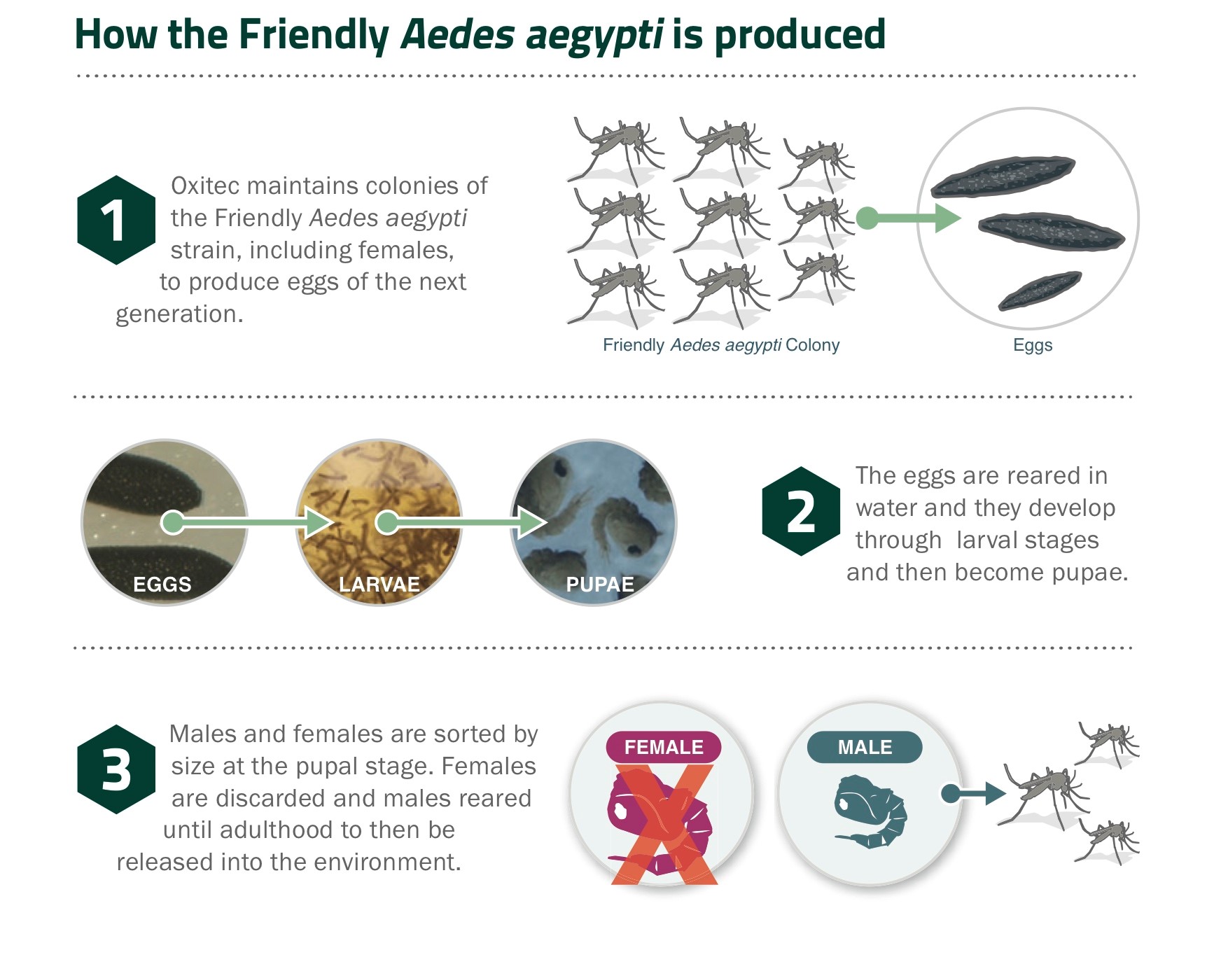 Aedes-aegypti-01