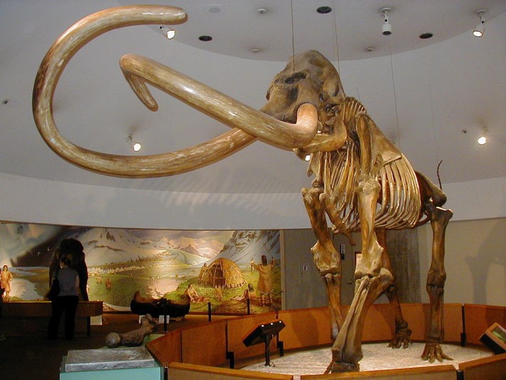 mamute-lanoso-esqueleto