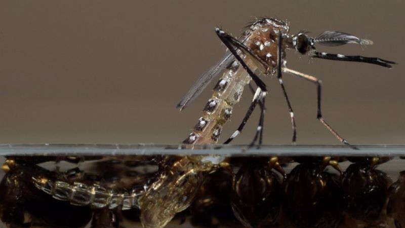 Aedes-aegypti-geneticamente-modificado-Oxitec