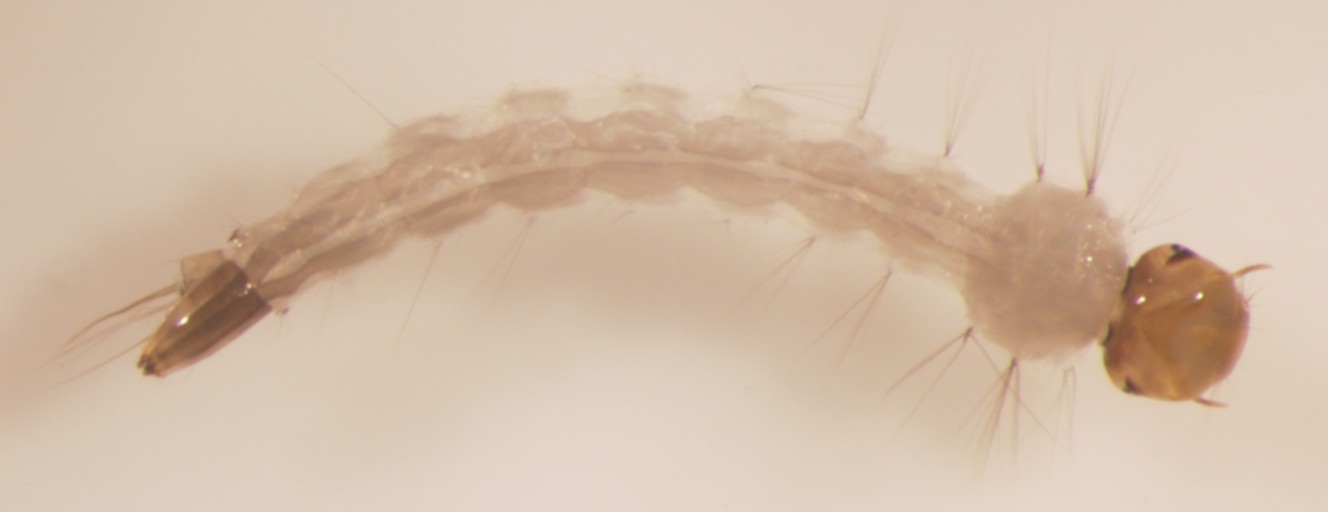 Larva do Aedes aegypti. Foto: Reprodução / Wikipédia