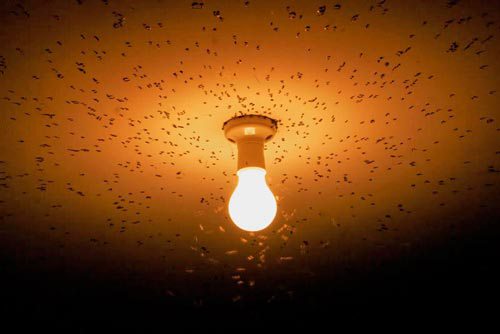 moscas-na-luz-lampada_01