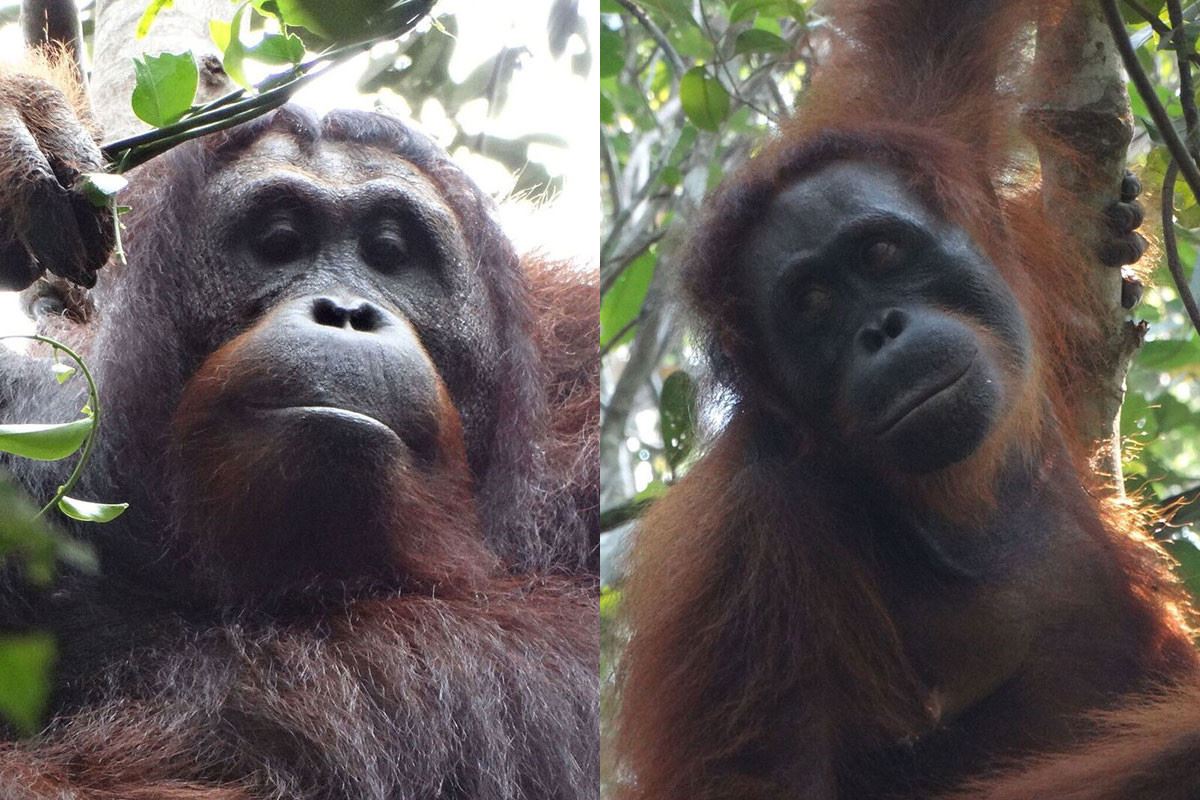 orangotango-femea-assassinada-pela-primeira-vez-01