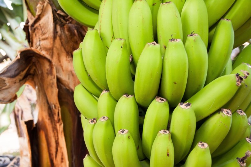 banana_01