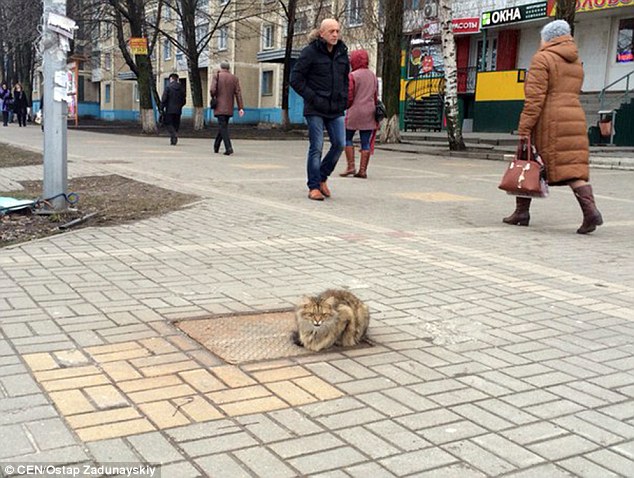 gato-abandonado-na-Russia