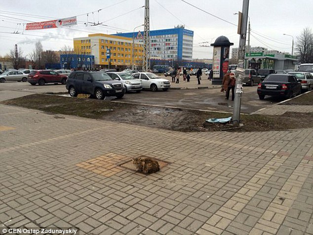 gato-abandonado-na-Russia_02