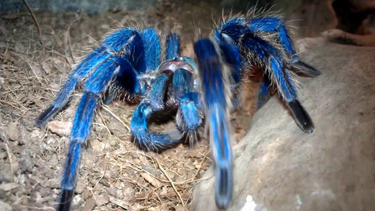 tarantula-azul_01