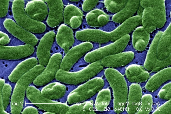 Bactéria da espécie Vibrio vulnificus, conhecida como "comedora de carne". Foto: Divulgação