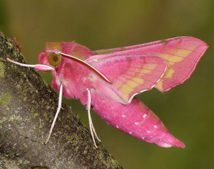 mariposa-rosa