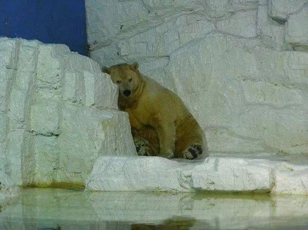 urso-polar-mais-triste-do-mundo_02
