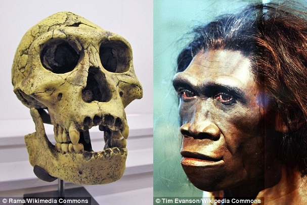 Homo erectus (crânio à esquerda e reconstrução à direita) é pensado ter sido um ancestral humano no início da nossa própria evolução. Embora tivesse um cérebro menor do que os seres humanos modernos, o Homo erectus teria dominado o uso do fogo e ferramentas básicas feitas de pedra. 