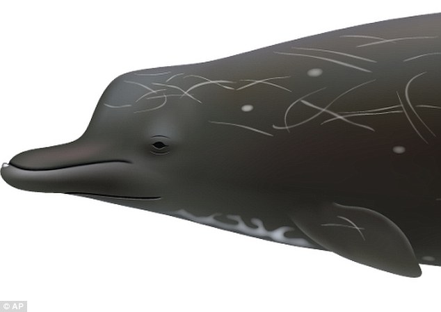 nova-especie-de-baleia-encontrada-no-Japao