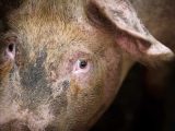 https://www.shutterstock.com/pt/image-photo/older-pigs-being-transported-slaughterhouse-776241307