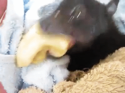 morcego-comendo-banana