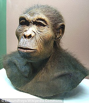 Homo habilis. 