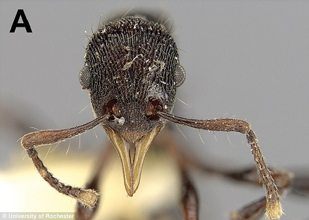 nova-especie-de-formiga-encontrada-no-vomito-de-sapo_02