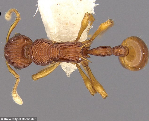 nova-especie-de-formiga-encontrada-no-vomito-de-sapo_03