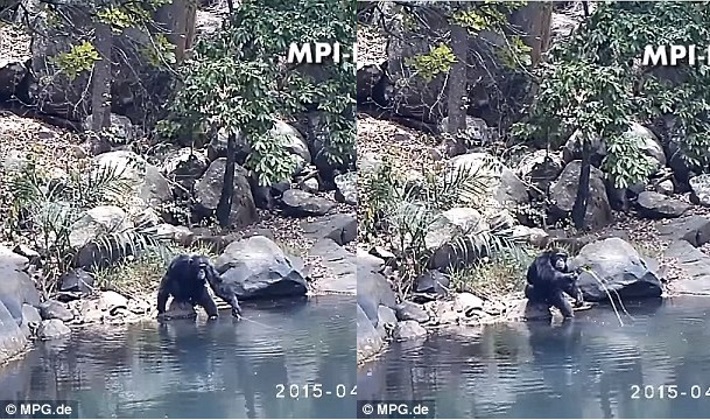 chimpanze-pescando-com-vara_01