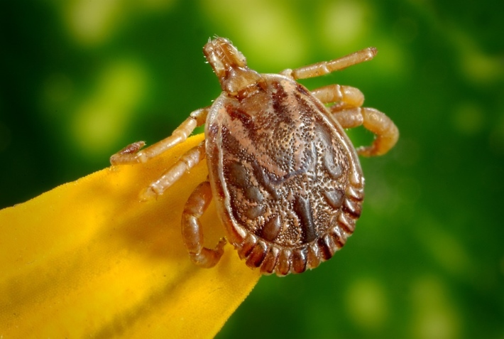 estudo-revela-que-insetos-carregam-virus_02