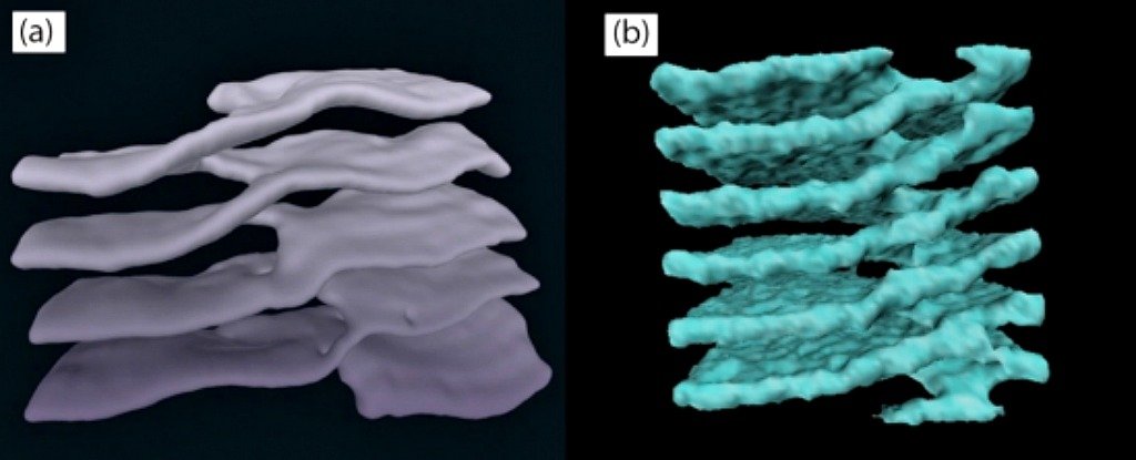 Você pode ver as estruturas de Retículo Endoplasmático (à esquerda) em comparação com as estrelas de nêutrons (à direita). Imagem: Reprodução / Universidade da Califórnia.