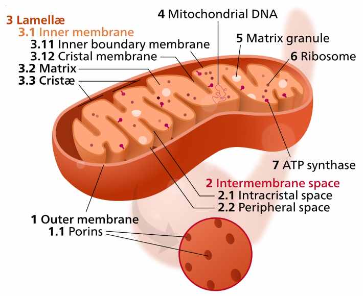 mitochondria_02