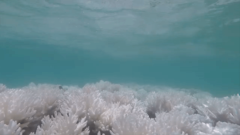 a-maior-parte-dos-corais-da-australia-estao-mortos_2