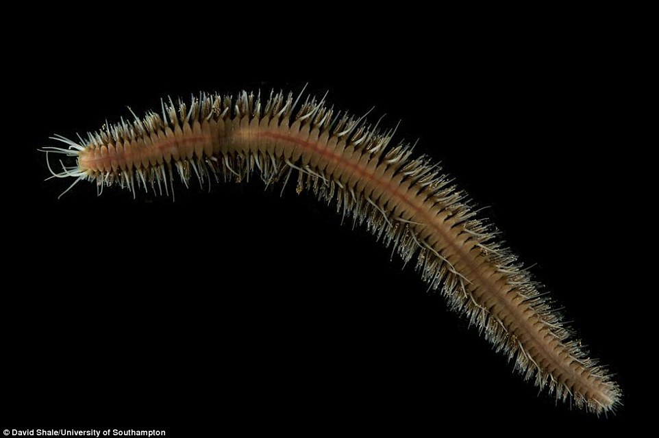 cientistas-descobrem-novas-especies_2