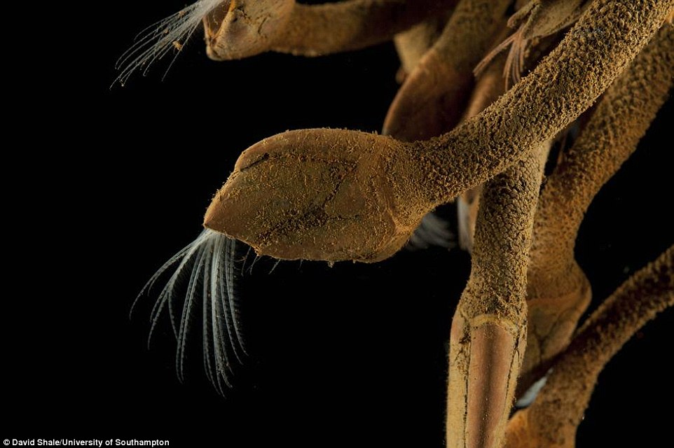 cientistas-descobrem-novas-especies_4