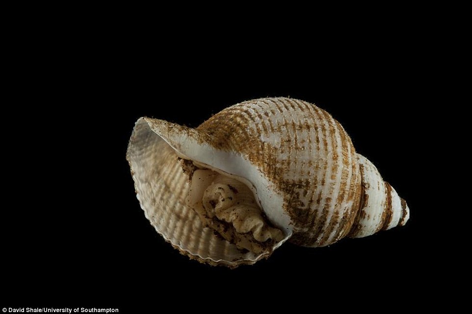 cientistas-descobrem-novas-especies_5