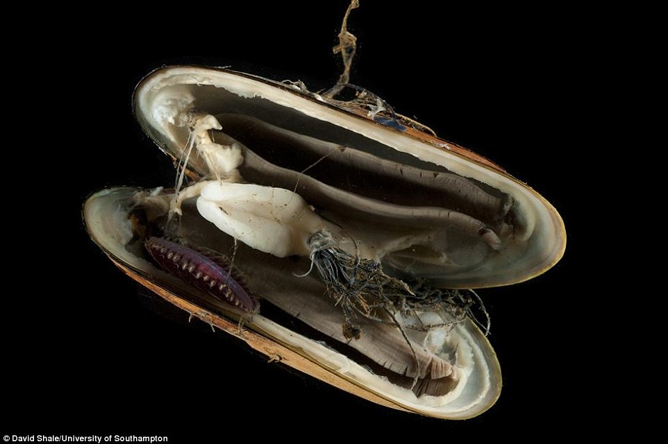 cientistas-descobrem-novas-especies_8