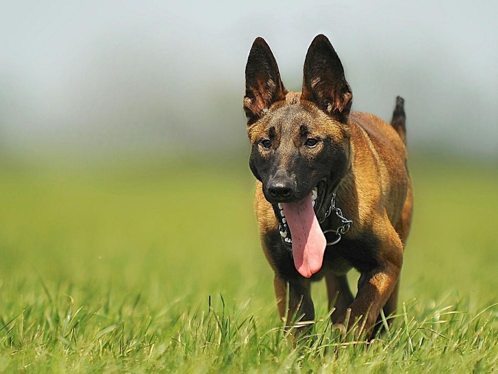 doencas-que-os-pets-podem-transmitir_05
