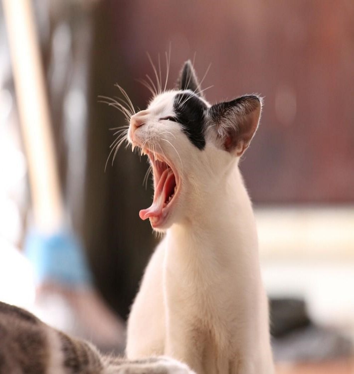 doencas-que-os-pets-podem-transmitir_08