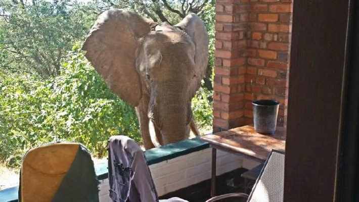 elefante-tiro_02