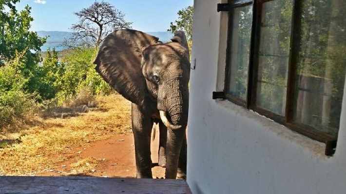 elefante-tiro_03
