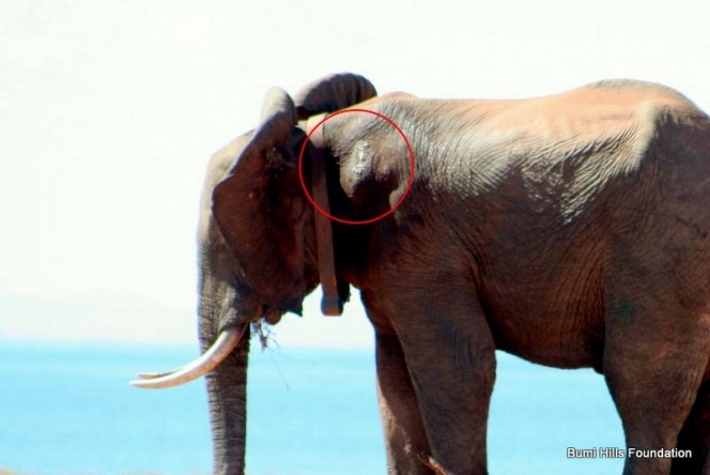 elefante-tiro_04