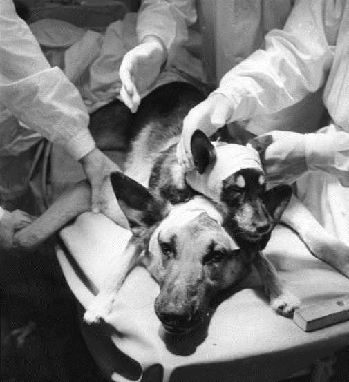 Zentralbild/Weiß 14.1.1959 Berlin- Letzte Kopftransplantation des sowjetischen Physiologen Demichow in der DDR, Der international bekannte Physiologe Vladimir Demichow, Leiter des Laboratriums für Organtransplantationen des ersten Medizinischen Instituts Moskau, der sich zur Zeit in einem zirka dreiwöchigen Besuch in der DDR aufhält, führte am 13.1.1959 die letzte in der DDR gezeigte Kopftransplantation durch, die ebenso wie alle bisher in Berlin und Leipzig durchgeführten Herz-Gefäß- und Kopftransplantationen erfolgreich verlief. Mit dem geglückten Experiment demonstriert der sowjetische Gast erneut vor seinen Fachkollegen, unter denen sich namhafte Mediziner der DDR, wie Prof. Dr. Brugsch, Leiter der I. Medizinischen Klinik der Poliklinik der Charite; Prof. Dr. Zetkin und Prof. Dr. Baumann, Leiter des Forschungsinstituts für cortico-viscerale Therapie und Pathologie der Deutschen Akademie der Wissenschaften, befanden, die Leistungsfähigkeit des sowjetischen Gefäßnähgeräts , das in der Fachwelt als "Sputnik der Chirurgie" bezeichnet wird. UBz.: Nach Beendigung der Kopftransplantation. Bei beiden Köpfen sind Elektronen eingelegt (Verband) zwecks Durchführung Elektronenzephalographischer Untersuchung.