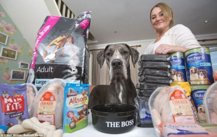 freddy-o-maior-cachorro-do-mundo_5