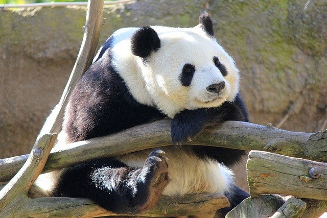 imagens-fofas-de-pandas_3